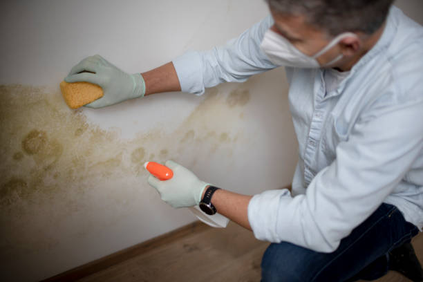 Best Commercial Mold Removal  in Fort Lauderdale, FL