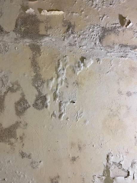Home Mold Removal in Fort Lauderdale, FL
