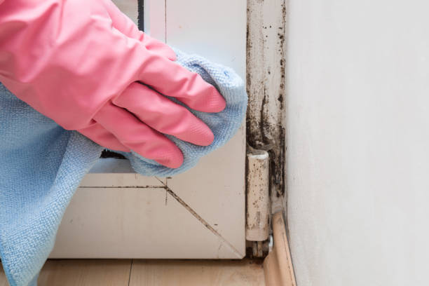 Best Certified Mold Removal  in Fort Lauderdale, FL