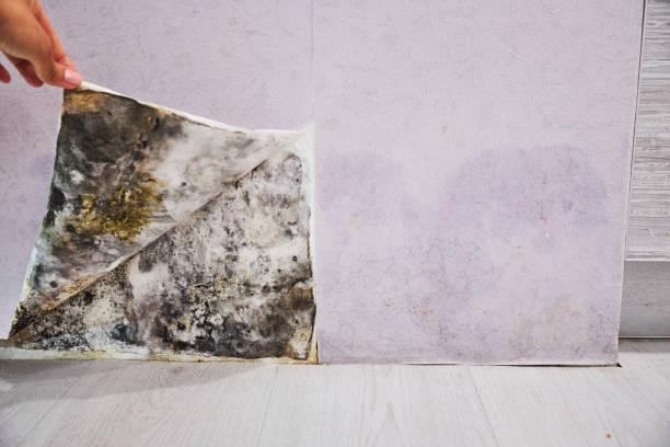 Fort Lauderdale, FL Mold Removal Company